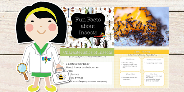 Insect-Curriculum-Plan-5