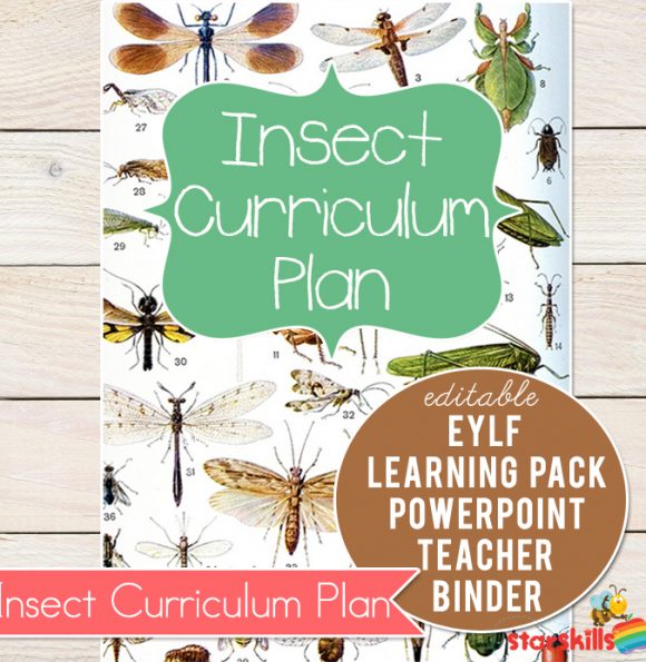 Insect Curriculum Plan